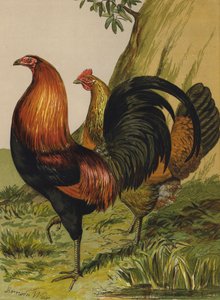 Black-Breasted Red Game