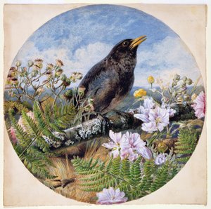 Blackbird, 1864