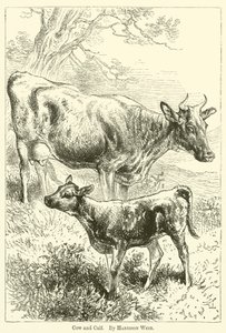 Cow and Calf by Harrison William Weir