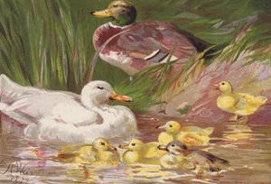 Ducks and Ducklings by Harrison William Weir