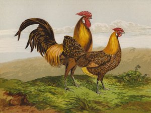 Golden-Pencilled Hamburghs