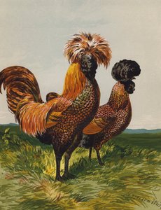 Golden-Spangled Polish