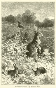 Hares and Leverets by Harrison William Weir