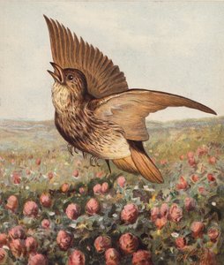 In the Clover by Harrison William Weir