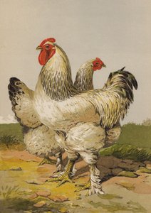 Light Brahmas