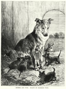 Mother and Pups by Harrison William Weir