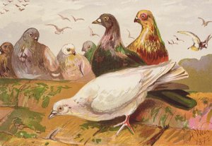 Pigeons by Harrison William Weir
