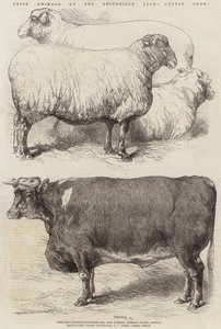 Prize Animals at the Smithfield Club Cattle Show by Harrison William Weir