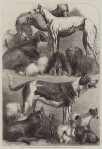 Prize Dogs from the Exhibition at the Agricultural Hall, Islington by Harrison William Weir