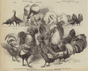 Prize Pigeons and Fowls from the Birmingham Poultry Show by Harrison William Weir