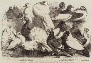 Prize Pigeons at the Show of the Philo-Peristeron Society, recently held in Freemasons
