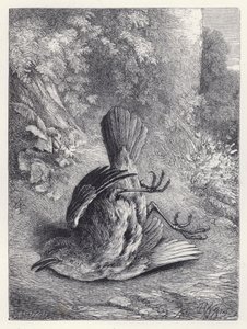 Robin Stunned by His Fall by Harrison William Weir