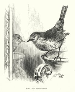 Robin and Looking-Glass (engraving) by Harrison William Weir