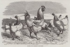 Shanghae Fowls presented to Her Majesty