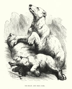 She-Bear and Her Cubs by Harrison William Weir