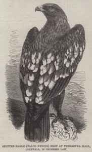 Spotted Eagle shot at Trebartha Hall, Cornwall, in December Last