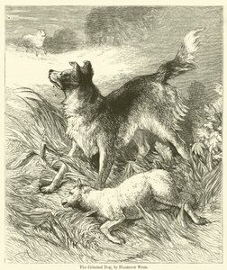 The Criminal Dog by Harrison William Weir