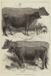 The Dairy Show at the Agricultural Hall, Prize Cows