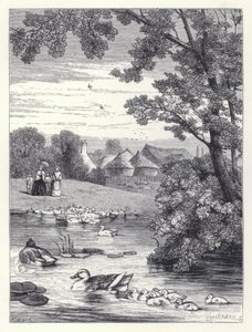 The Duck Pond