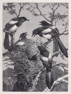 The Magpies and their Nest