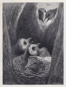 The Nest of Young Owls