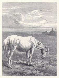 The Old Horse by Harrison William Weir