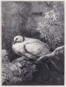 The Unhappy Dove