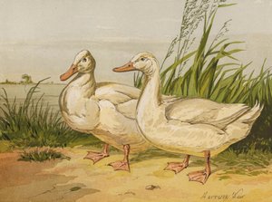 White Aylesbury Ducks by Harrison William Weir