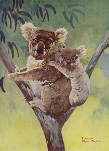 Koala Bear and Joey in a Eucalyptus Tree, Australia