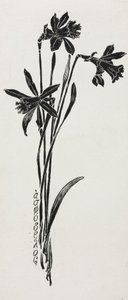 Daffodils by Harry Fenn