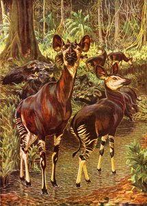 The Okapi in the Forest by Harry Hamilton (after) Johnston