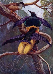 The Purple and Gold Bird of Paradise