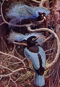The Blue Bird of Paradise