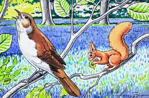 Little Red Squirrel by Harry M. Pettit