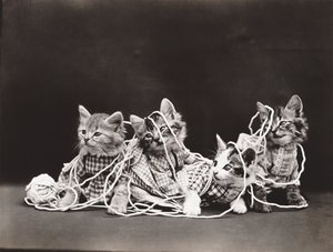 Kitties Series: Tangled in Yarn, c.1914