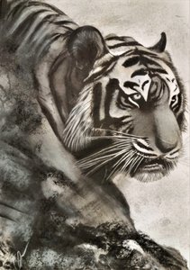 Tiger on the Hunt
