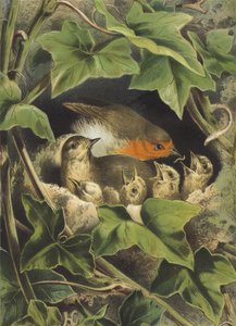 Robin, Feeding the Young by Hector Giacomelli