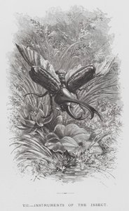 The Insect: Instruments of the Insect