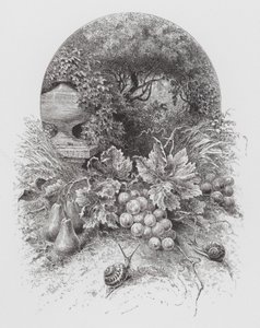 The Insect: Snails