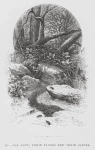 The Insect: The Ants, their Flocks and their Slaves