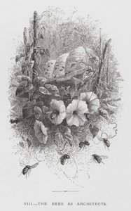 The Insect: The Bees as Architects