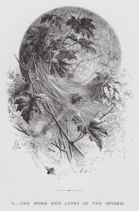 The Insect: The Home and Loves of the Spider by Hector Giacomelli