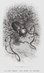 The Insect: The Insect, the Agent of Nature by Hector Giacomelli