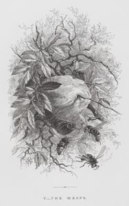 The Insect: The Wasps