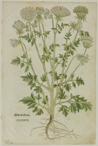Leaf from New Kreuterbuch by Leonhart Fuchs, Plate 97 from Woodcuts from Books of the 16th Century by Heinrich Füllmaurer