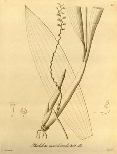 Illustration of Pholidota Camelostalix by Heinrich Gustav Reichenbach