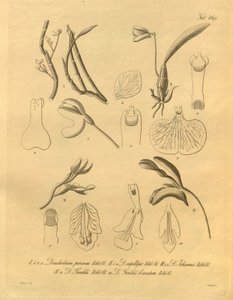 This file comes from the Biodiversity Heritage Library, and is available online at biodiversitylibrary.org/page/698365 by Heinrich Gustav Reichenbach