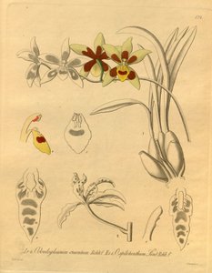Biodiversity Heritage Library Image by Heinrich Gustav Reichenbach