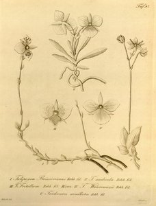 Biodiversity Heritage Library File by Heinrich Gustav Reichenbach