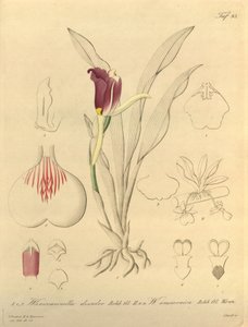 Biodiversity Heritage Library Notice by Heinrich Gustav Reichenbach